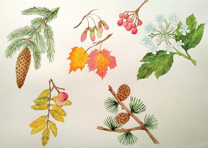 Gig Preview - Create watercolor botanicals and scientific illustrations