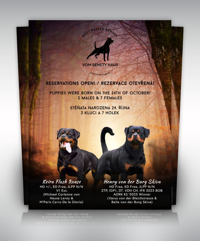 Gig Preview - Design a premium dog litter, breeding, stud, or kennel flyer