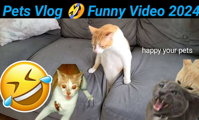 Gig Preview - Give you funny cats and dogs videos for youtube facebook within 24 hours