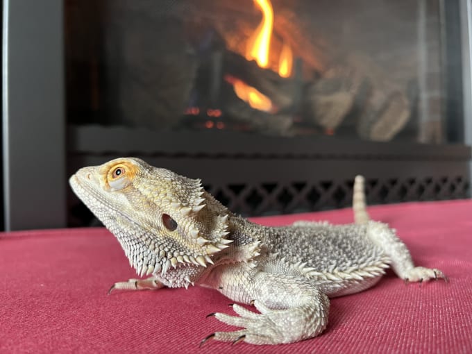 Gig Preview - Shoot product photography with a bearded dragon