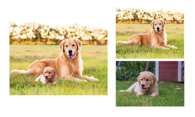 Gig Preview - Combine adult and puppy photos together for a pet portrait