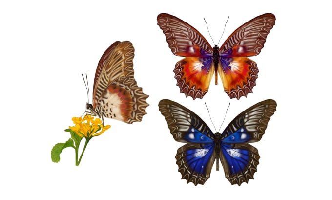 Gig Preview - Draw insects, arthropods, or animals in scientific illustrations digitally