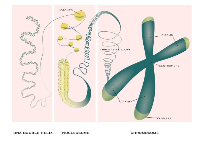 Gig Preview - Do scientific or educational illustrations