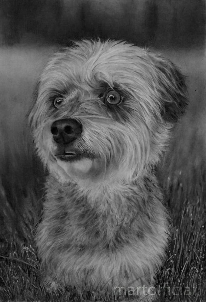 Gig Preview - Draw realistic pencil and charcoal portraits of your  pets or any figures