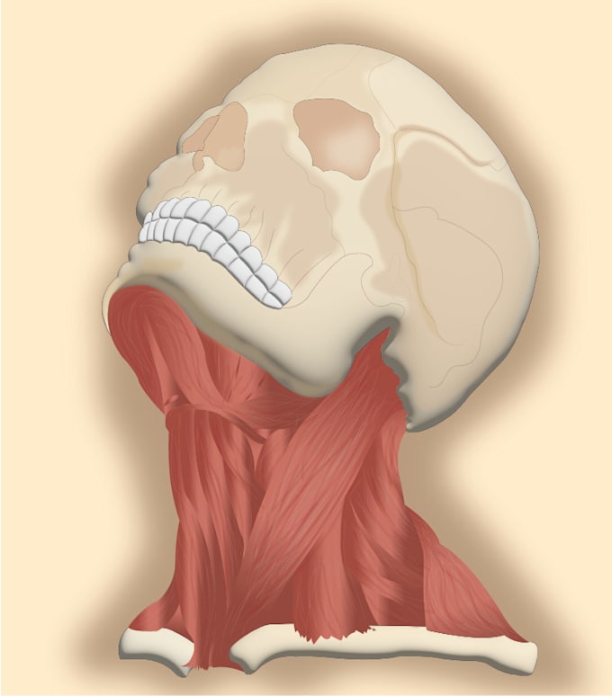 Gig Preview - Do realistic professional medical illustrations