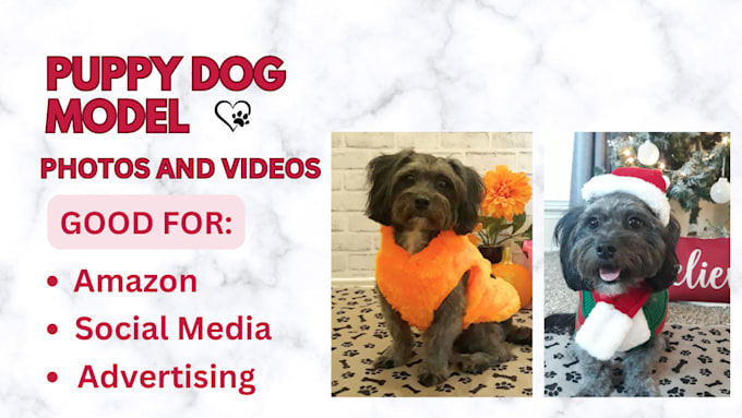 Gig Preview - Be your puppy dog model for pet product photo or video