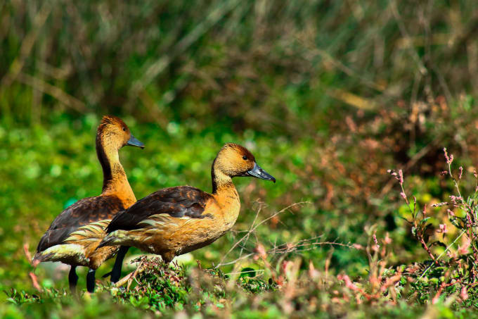 Gig Preview - Packet of photos of birds of cochabamba bolivia