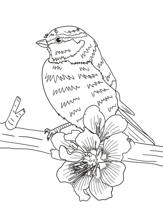 Gig Preview - Create bird coloring book