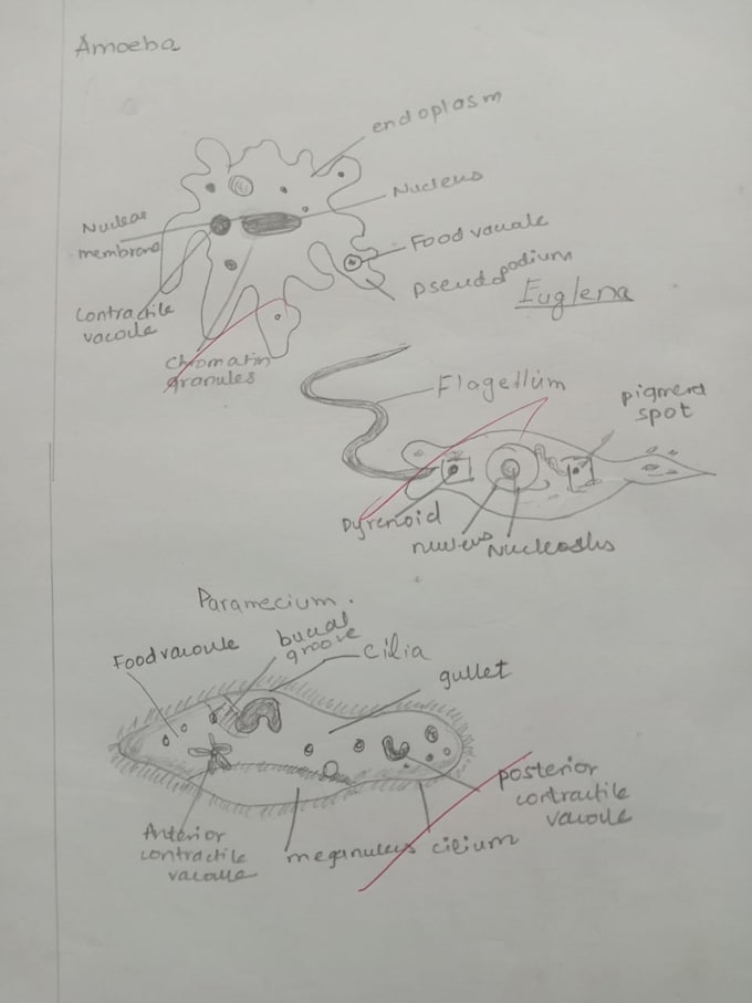 Gig Preview - Retype scanned documents or hand drawn diagrams