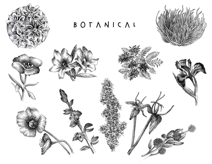 Gig Preview - Create a ink botanical illustration of flowers or plants