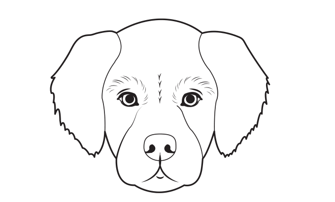 Gig Preview - Draw photos, and pet animal portraits, in line art, for you