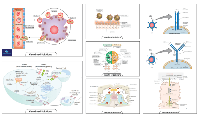 Gig Preview - Make biology illustrations, graphics for presentation, grants, publications