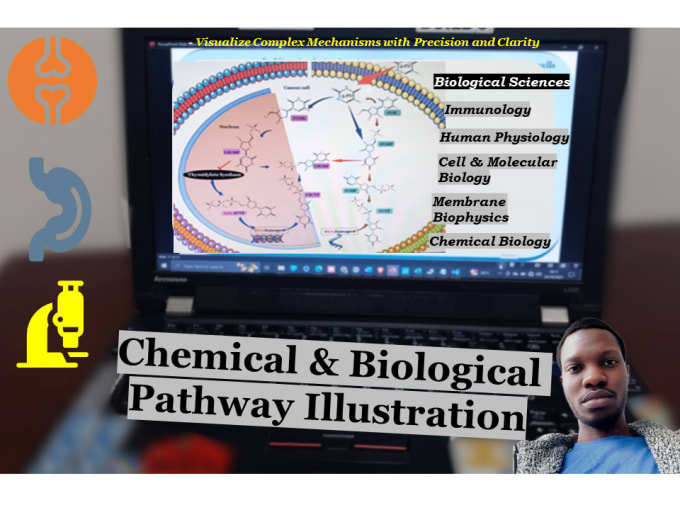 Gig Preview - Offer chemical and biological pathway illustration