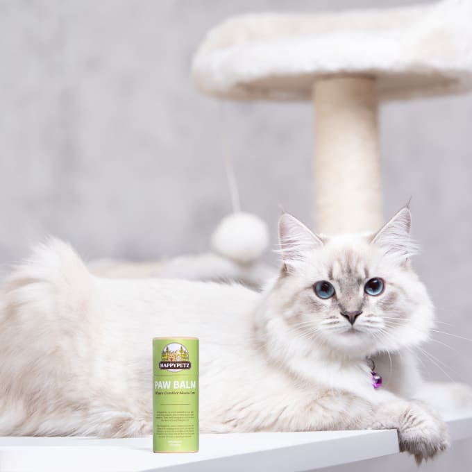 Gig Preview - Shoot product photos with siberian cat model