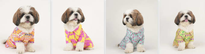 Gig Preview - Manufacture and design fashion petwear clothing and apparels