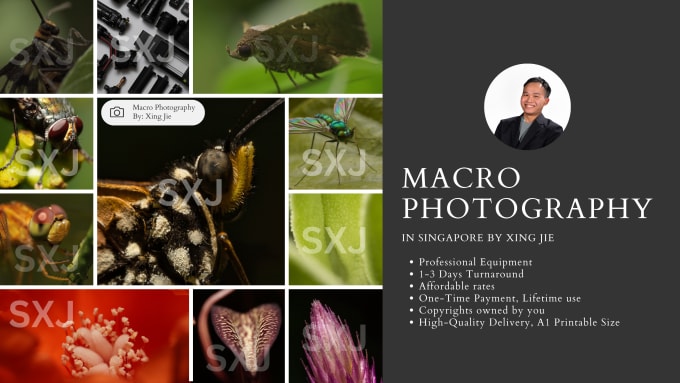 Gig Preview - Do a professional macro photography in singapore