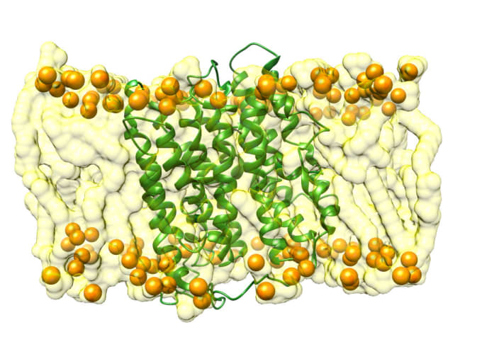 Gig Preview - Expertly simulate biopolymers like proteins, nucleic acids, lipids, etc