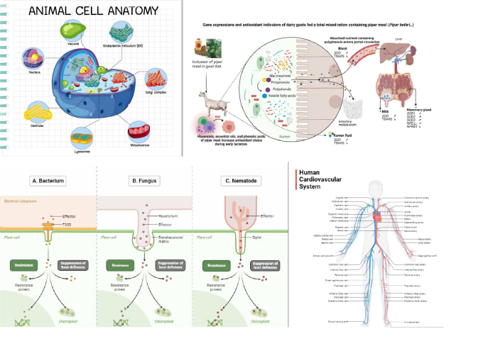 Gig Preview - Make scientific medical diagram figures, illustrations and graphical abstract