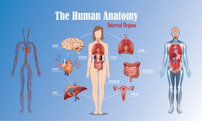 Gig Preview - Design awesome medical illustration and scientific illustration anatomy diagram