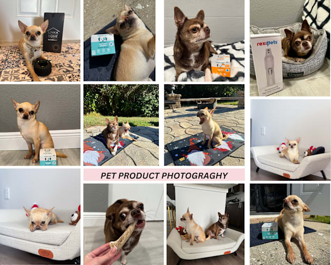 Gig Preview - Create dog product photos and ugc video ads