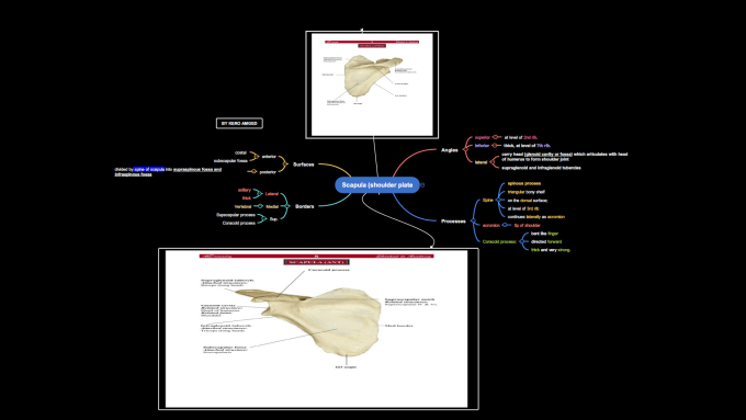 Gig Preview - Create eye catching mind or concept map within 24 hours