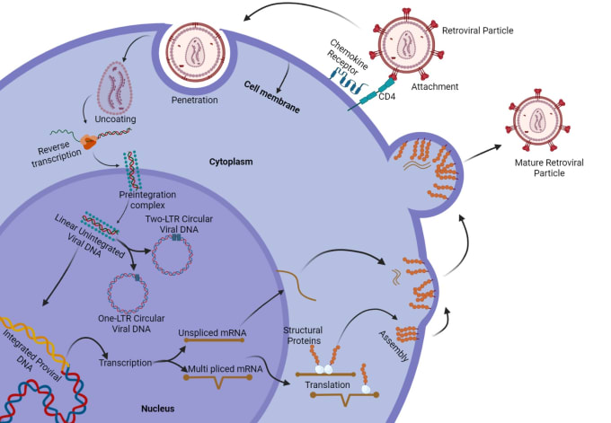 Gig Preview - Create medical biology and chemistry figure and illustration