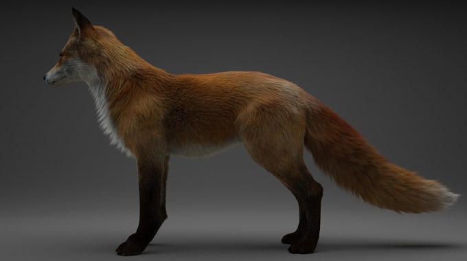 Gig Preview - Quality 3d animal model,wildlifeart,animal animation animal creature design