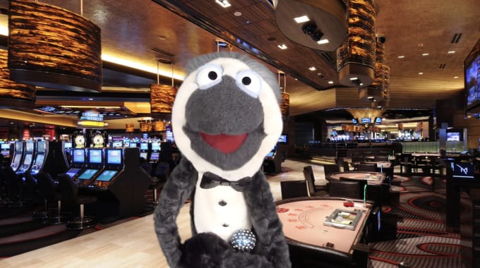 Gig Preview - Have paulie the penguin crooner create a custom puppet video