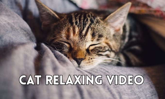 Gig Preview - Create cat sleep calming relaxing music video