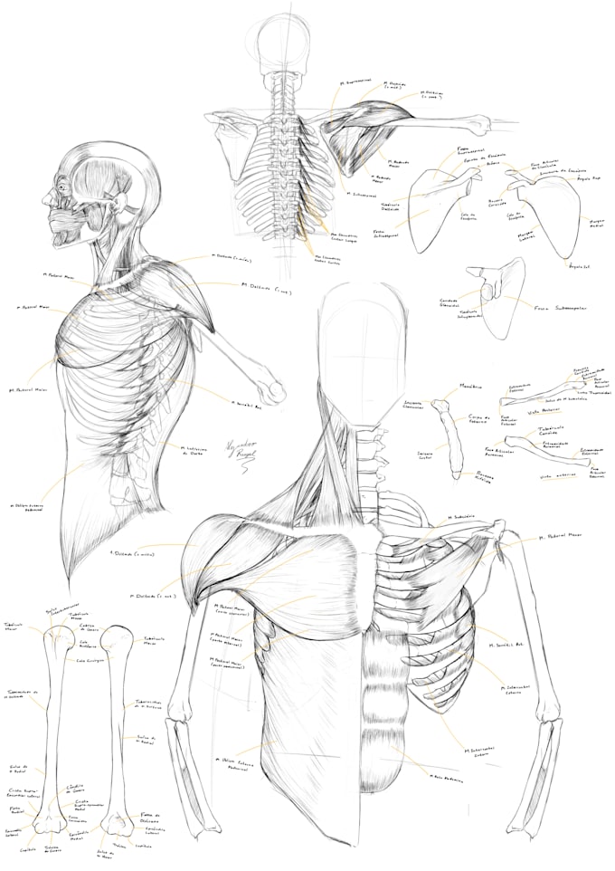 Gig Preview - Make a medical anatomy illustration for you