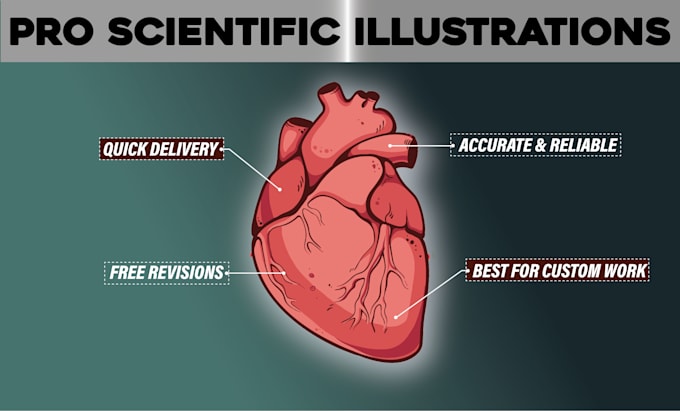 Gig Preview - Draw scientific illustration and educational medical figures