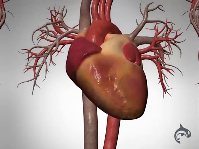 Gig Preview - Create visually stunning 3d heart animation for medical professional and patient