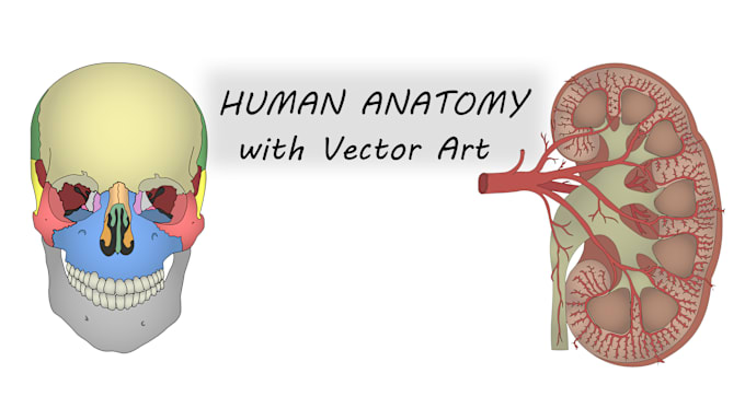 Gig Preview - Make medical and anatomy illustrations with vector art