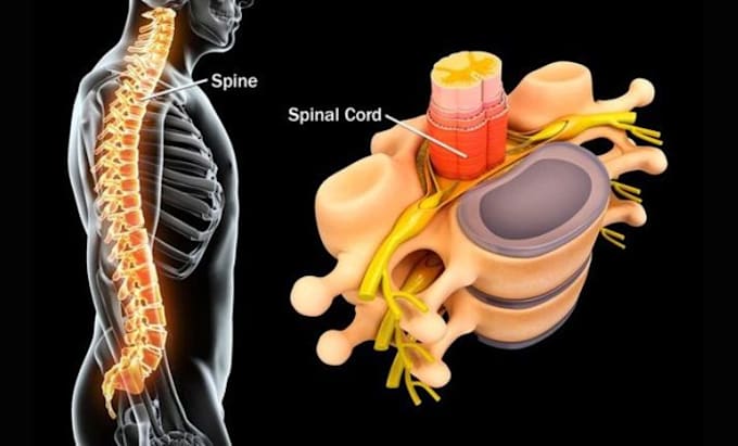 Gig Preview - Create high quality surgery animation 3d medical videos 3d medical animation