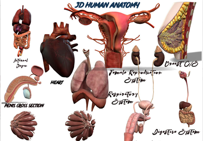 Gig Preview - Create 3d medical and anatomy animation