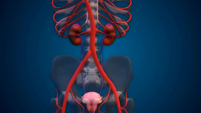 Bestseller - do 3d medical animation video, 3d product animation, 3d medical anatomy video