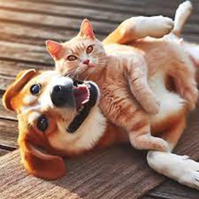 Bestseller - create dog or cat ugc video for pets brand or products