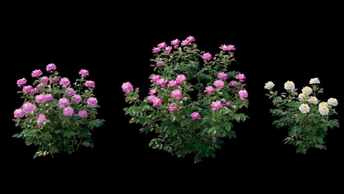 Gig Preview - Do 3d flower animation, flower animation, plant, flower, 3d model, 3d rendering