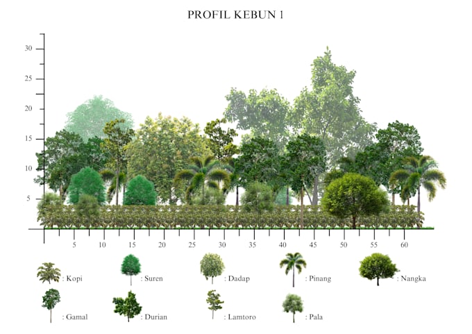 Gig Preview - Illustrate vegetation section profile for academic purposes