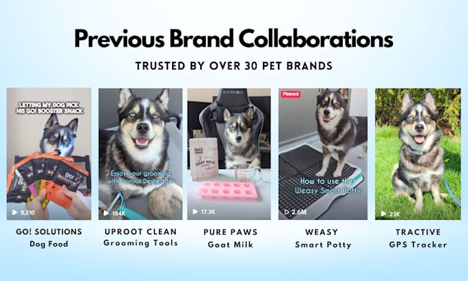 Gig Preview - Create dog ugc videos for your pet products, ig, tiktok, ads