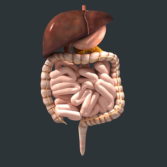 Gig Preview - Do 3d anatomy medical surgery organ pharmaceutical skeleton model for printing