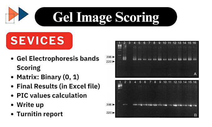 Bestseller - do gel electrophoresis result analysis and band scoring