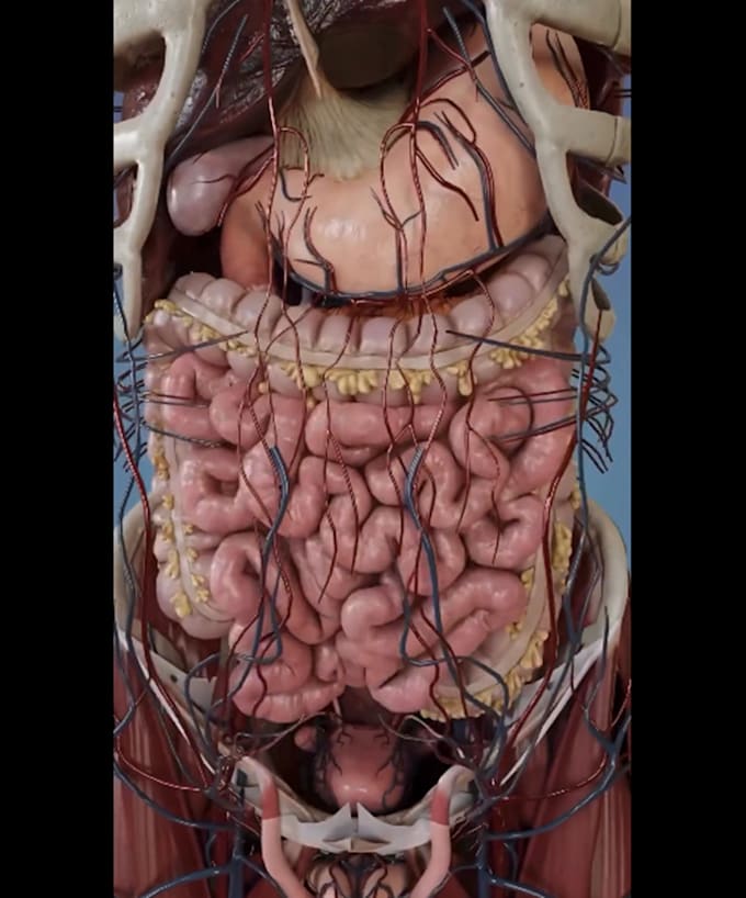 Gig Preview - Do 3d medical animation 3d surgery animation with high quality rendering