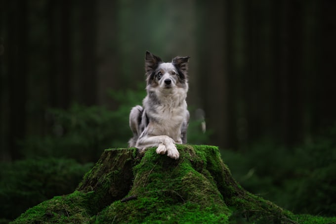 Bestseller - transform your pet photos into elegant masterpieces