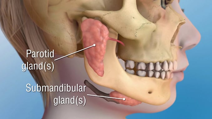 Gig Preview - Create high quality 3d medical anatomy animation video, medical illustration