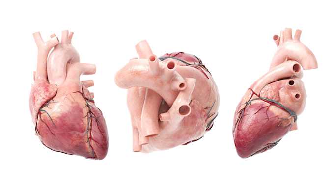 Gig Preview - Do high quality photorealistic medical anatomy 3d rendering