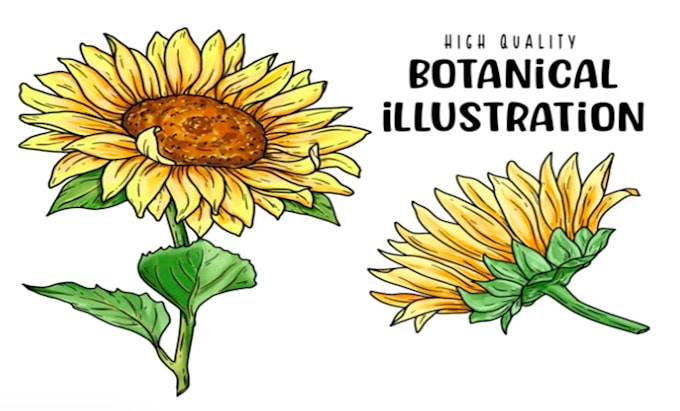 Gig Preview - Illustrate beautiful digital botanical illustrations of flowers, fruits, plants