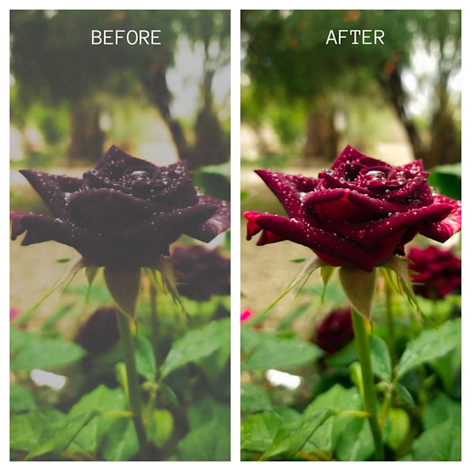 Gig Preview - Edit and enhance your flower photos for social media or print