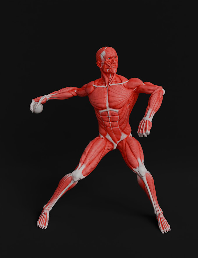 Gig Preview - 3d anatomy mp4 model,3d anatomy animated pose,sculpt 3d model for printing ztl