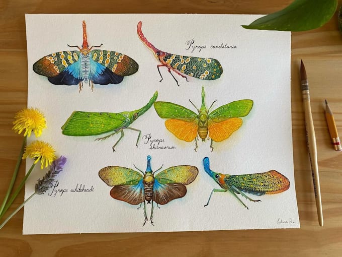 Gig Preview - Paint you an entomology watercolor and scan it